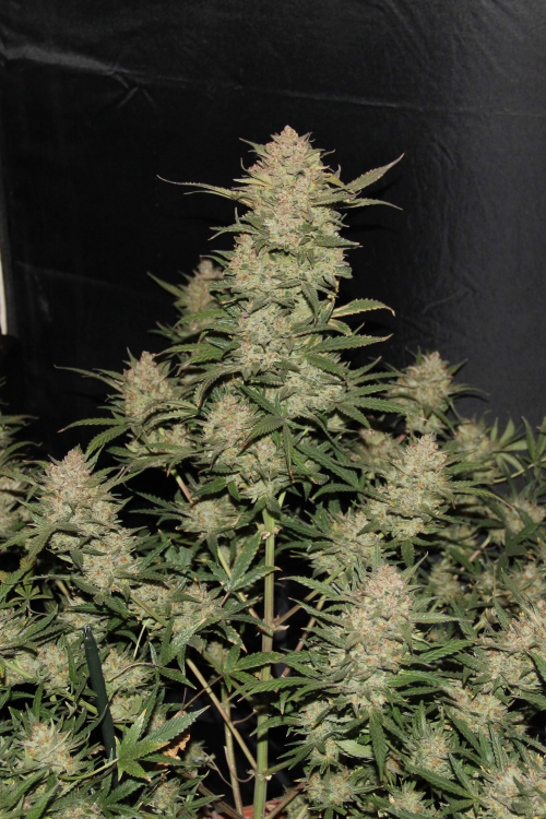 OG Kush Auto