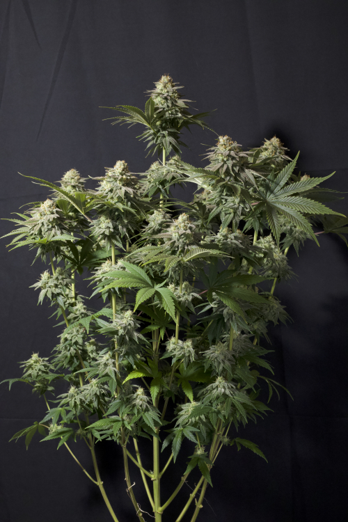 Orange Sherbet FF