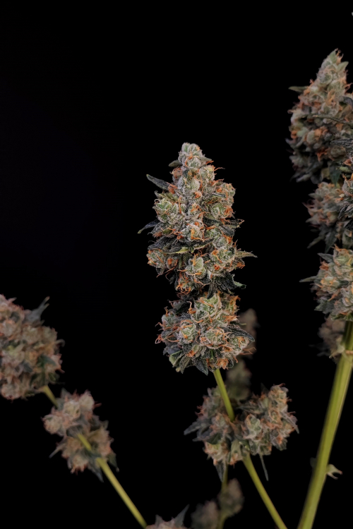 Northern Lights Auto