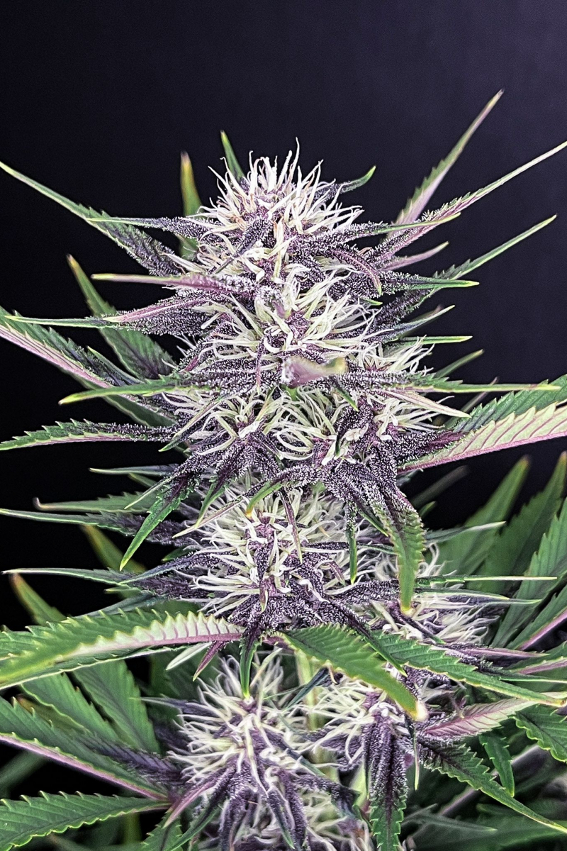 Photo of Banana Purple Punch Auto