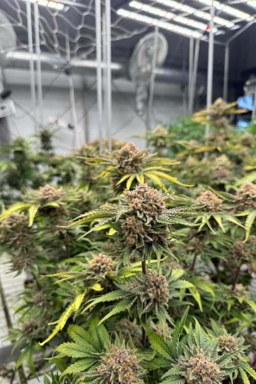 Cherry Cola Auto RF3