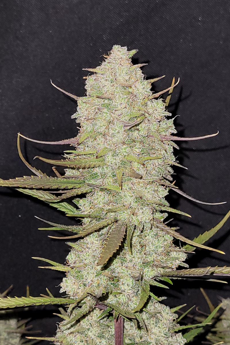 Photo of Tropicana Cookies Auto