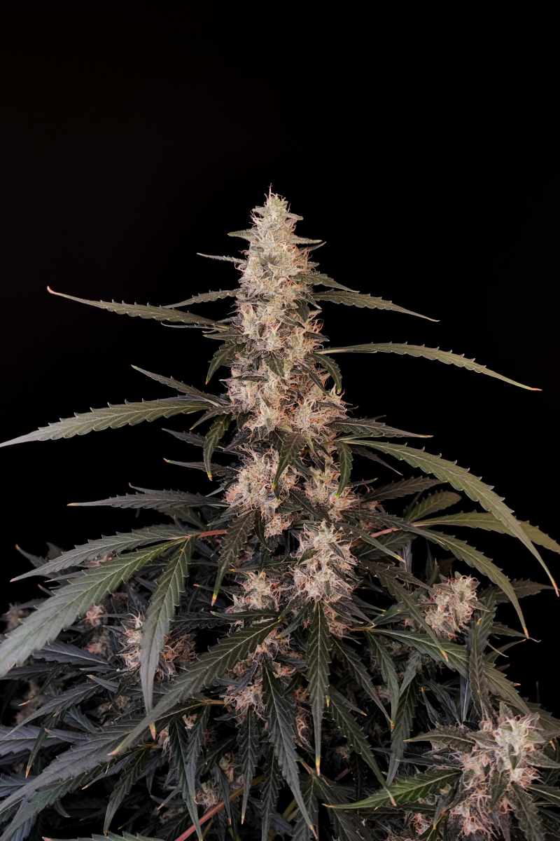Photo of Amnesia Haze Auto