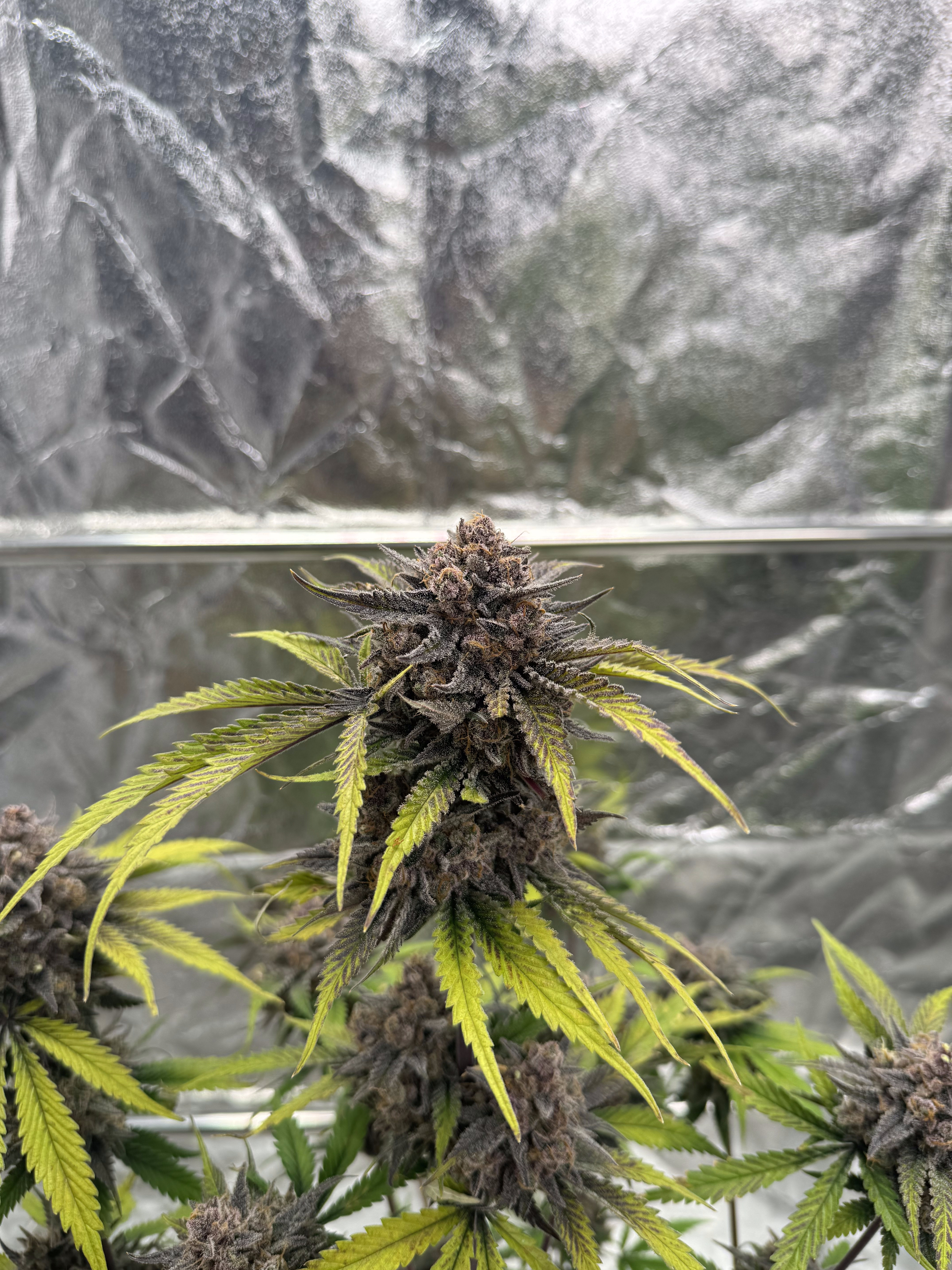 Cherry Cola Auto RF3
