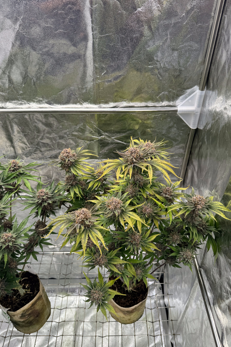 Photo of Cherry Cola Auto RF3