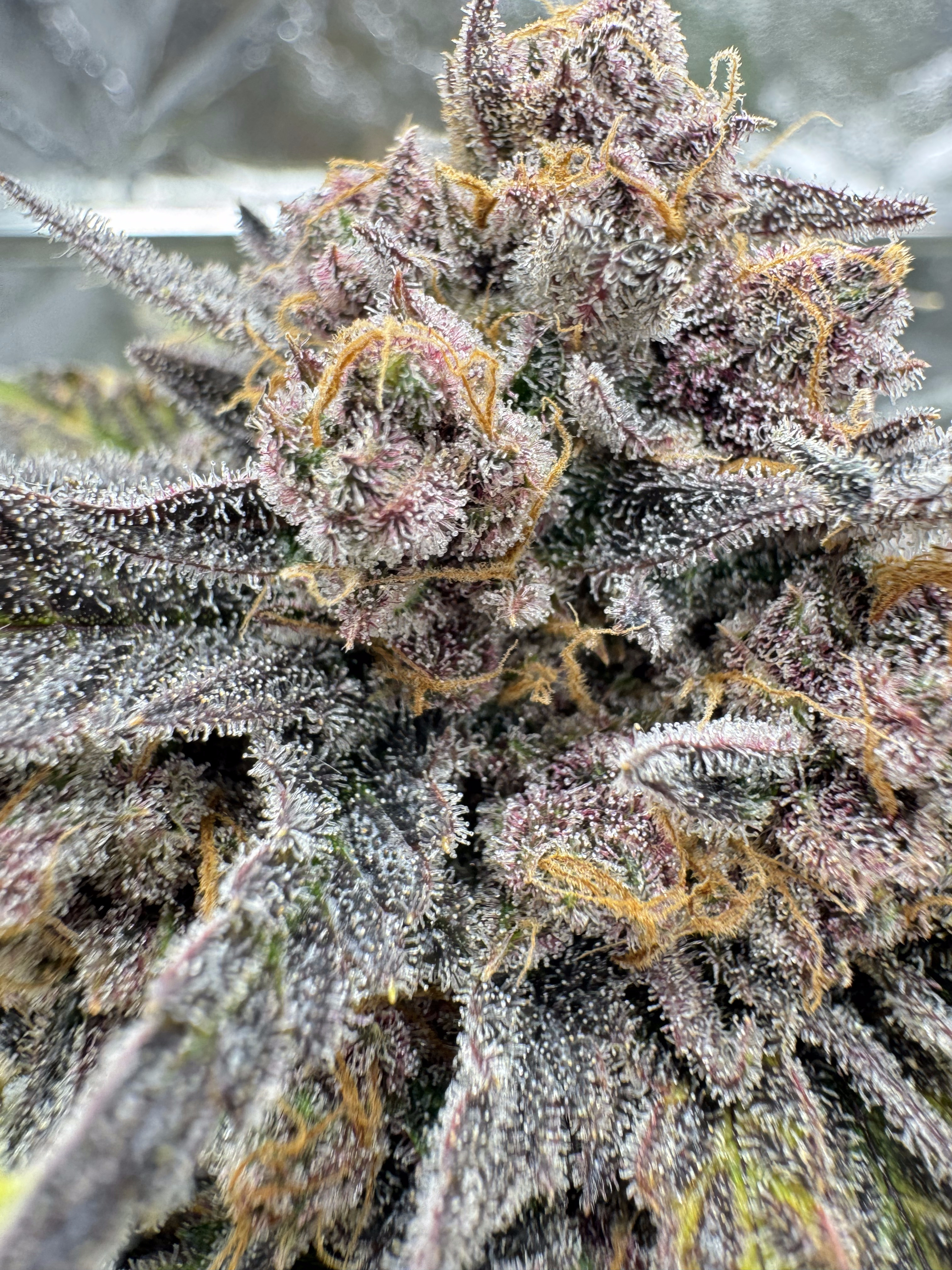 Cherry Cola Auto RF3