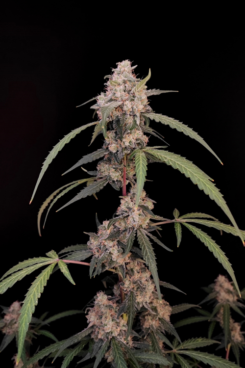 AK Auto