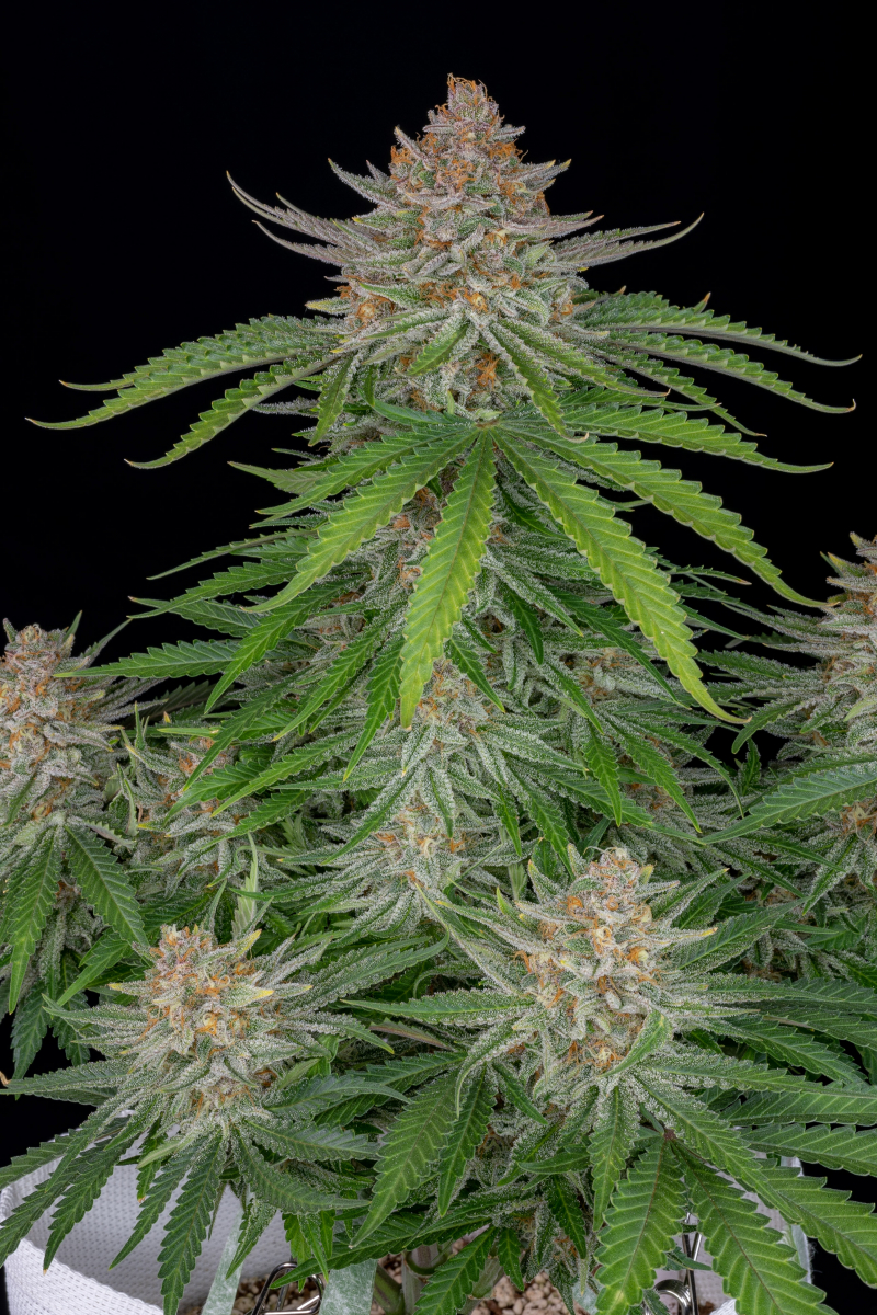 Photo of Strawberry Pie Auto