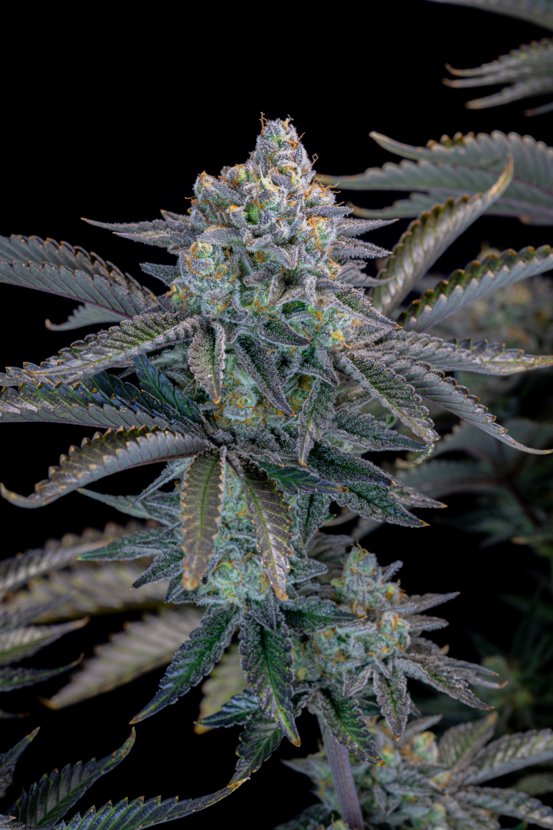 Photo of Gorilla Cookies FF