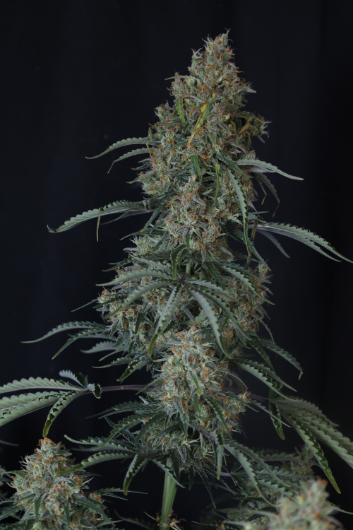Gorilla Z Auto