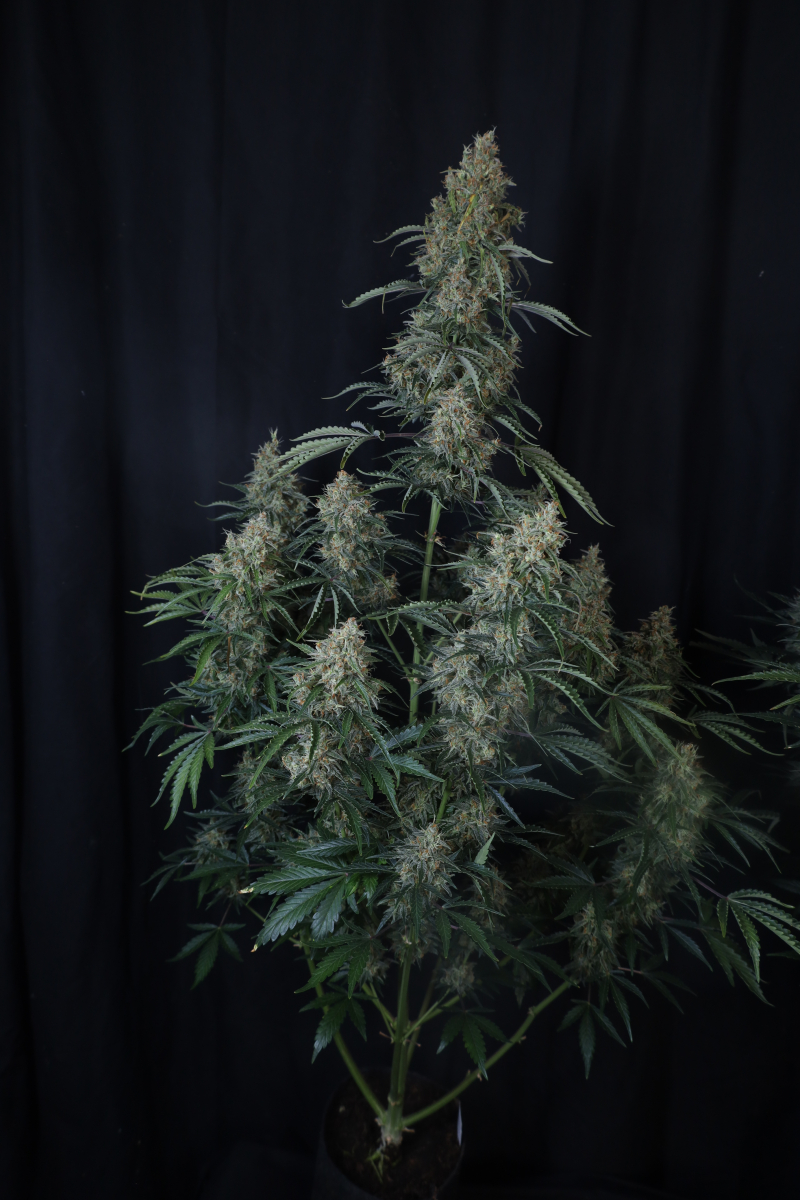 Photo of Gorilla Z Auto
