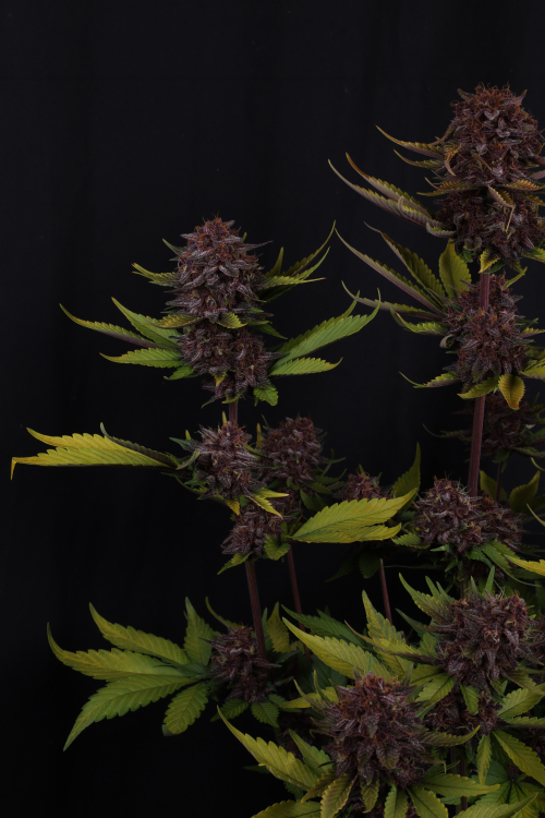 Purple Lemonade Auto RF3