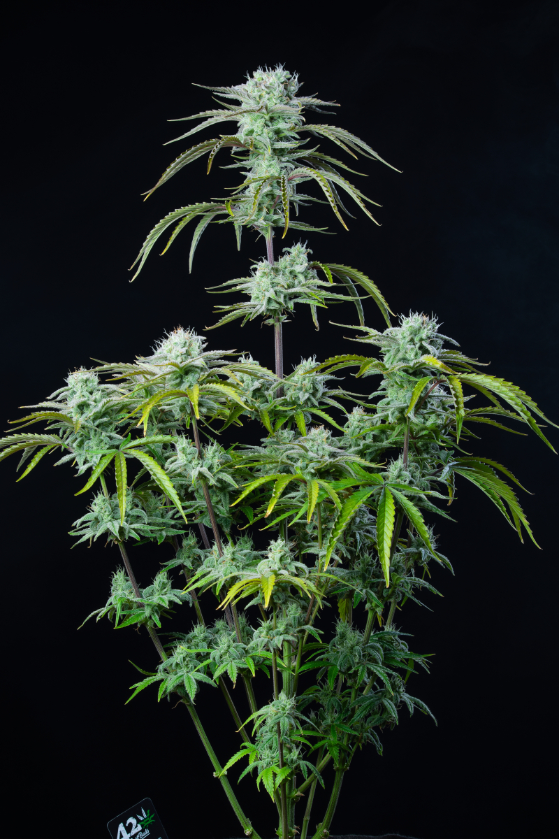 Photo of Strawberry Banana Auto