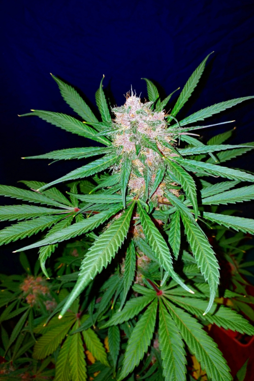C4 Auto