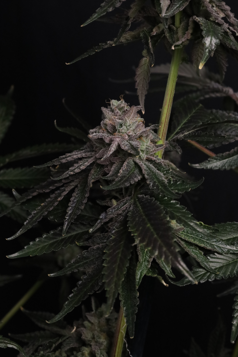 Photo of Z42