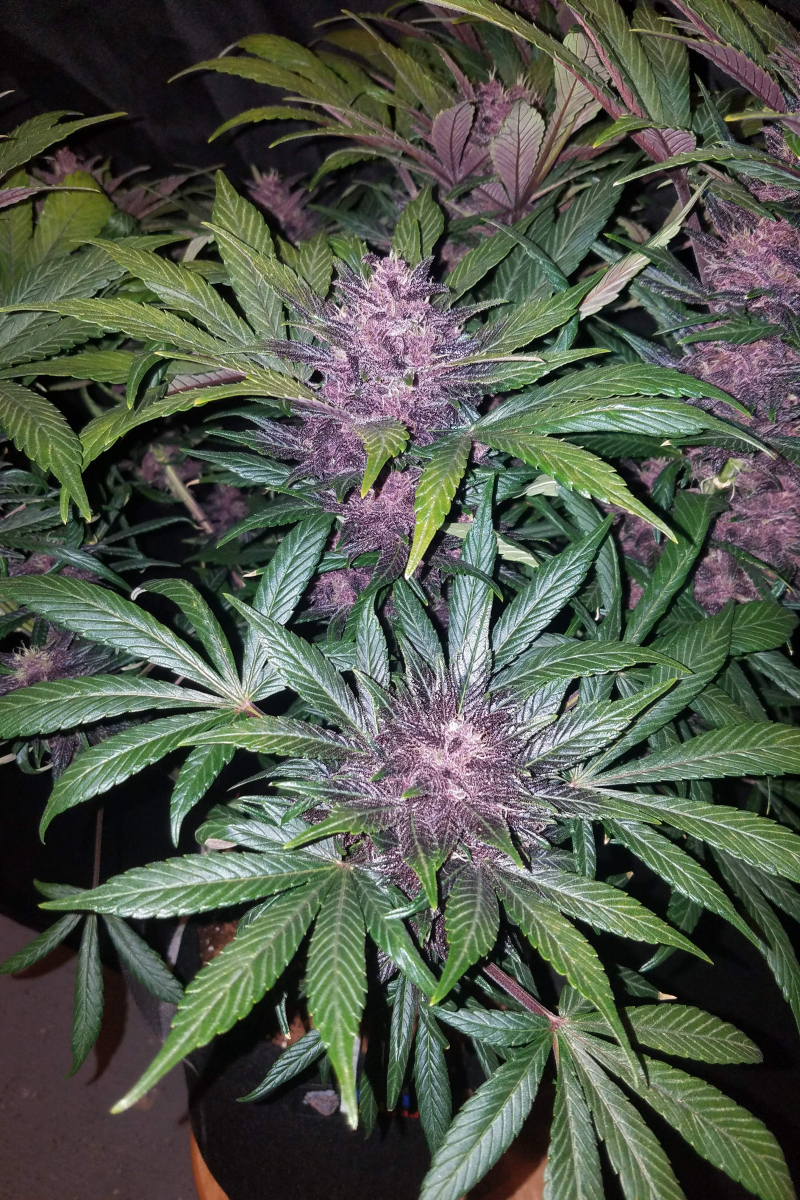 Photo of Blackberry Auto