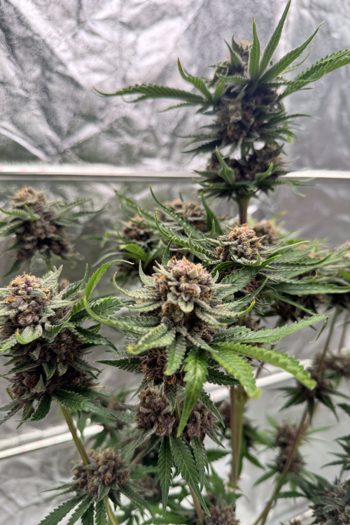 Cherry Cola Auto RF3