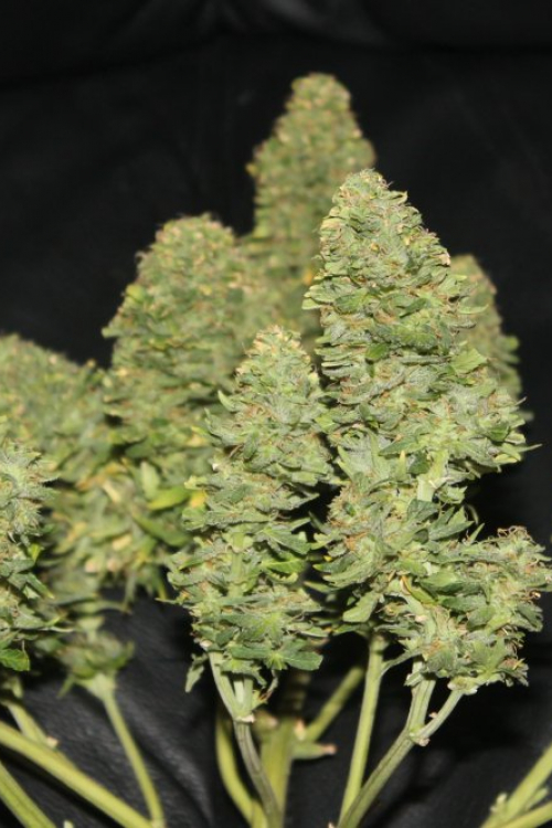 West Coast OG Auto