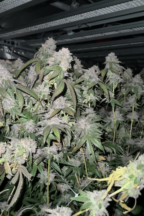 Biscotti Gelato