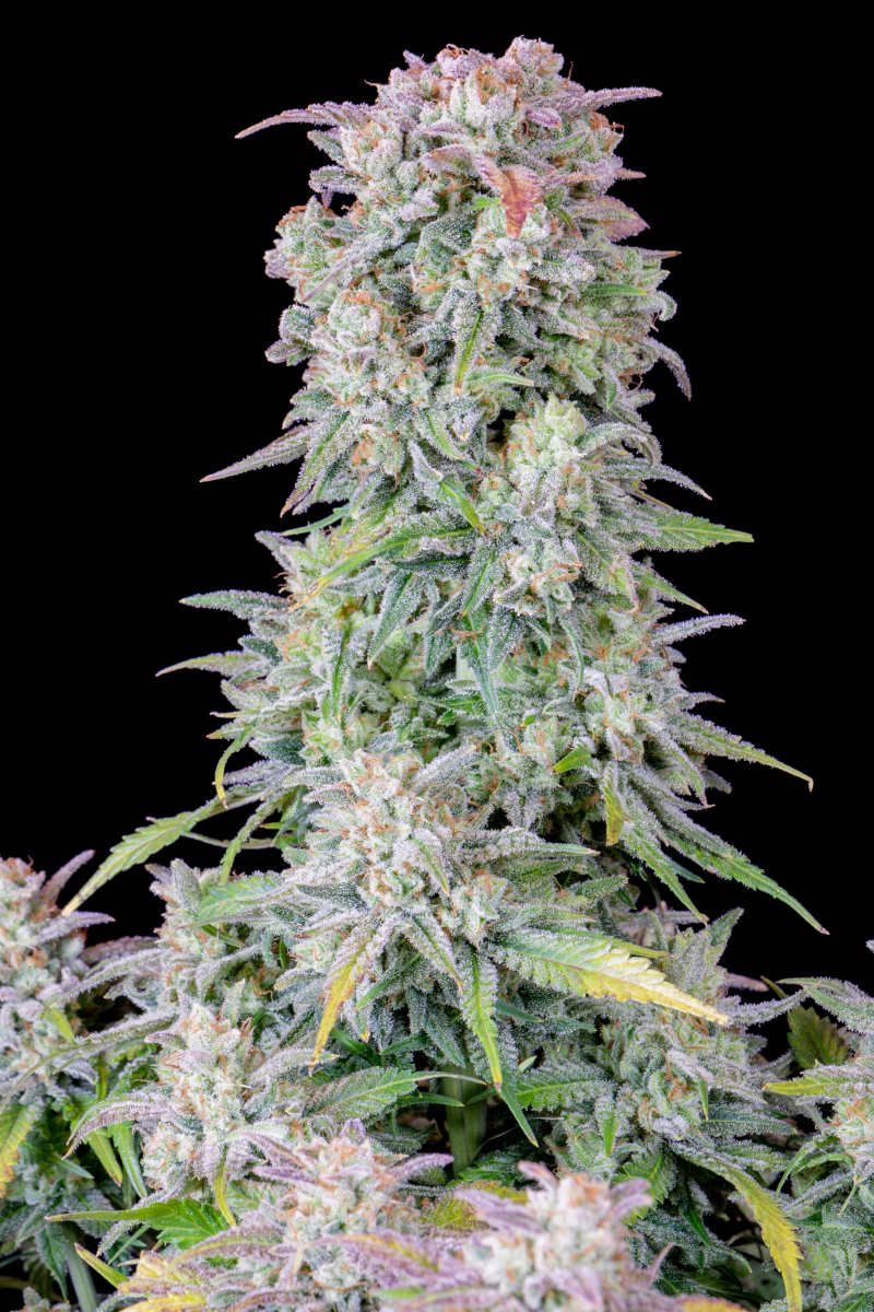 Photo of Afghan Kush Auto