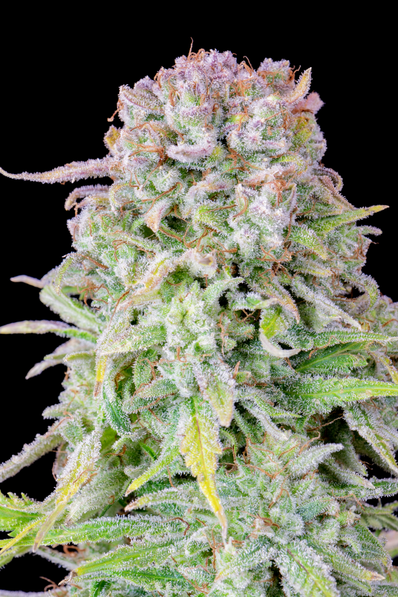 Photo of Afghan Kush Auto