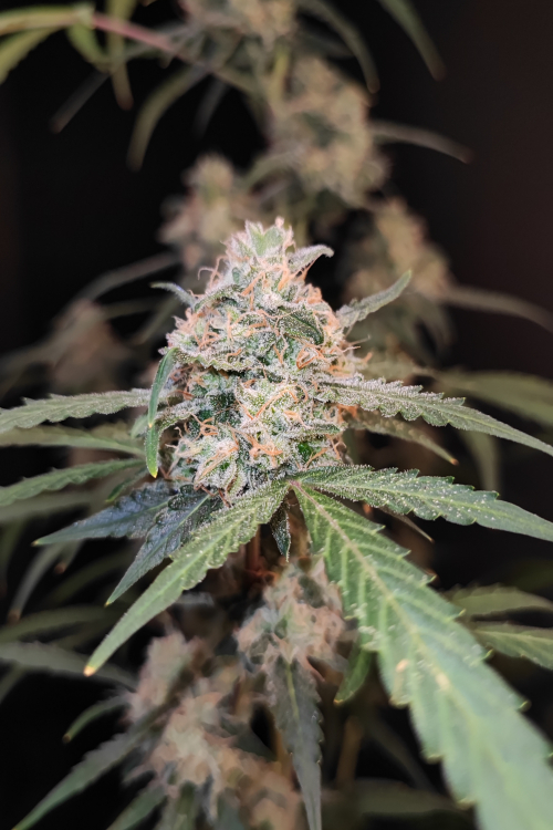 AK Auto