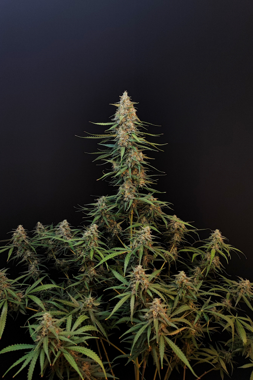 Sour Diesel Auto