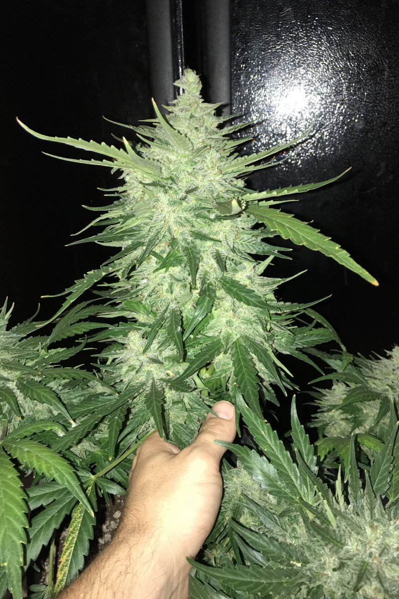Photo of CBD Auto 11 CBD Crack