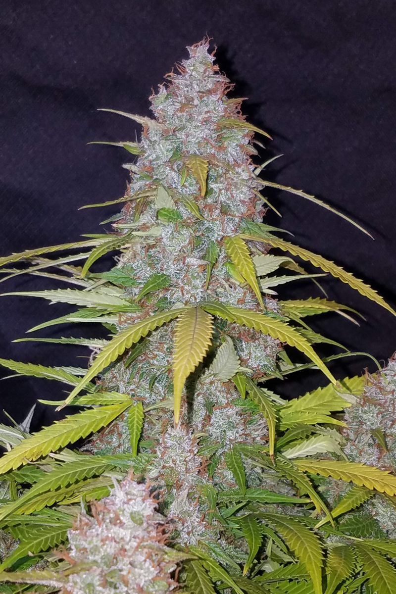 Photo of Californian Snow Auto