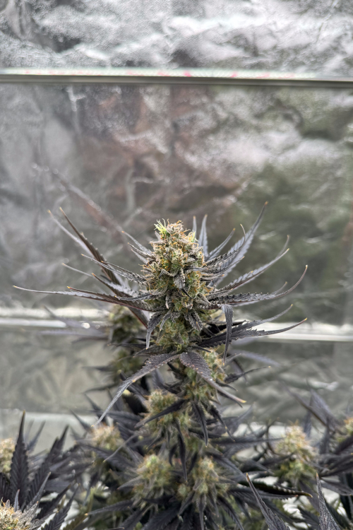 Guava Auto RF3