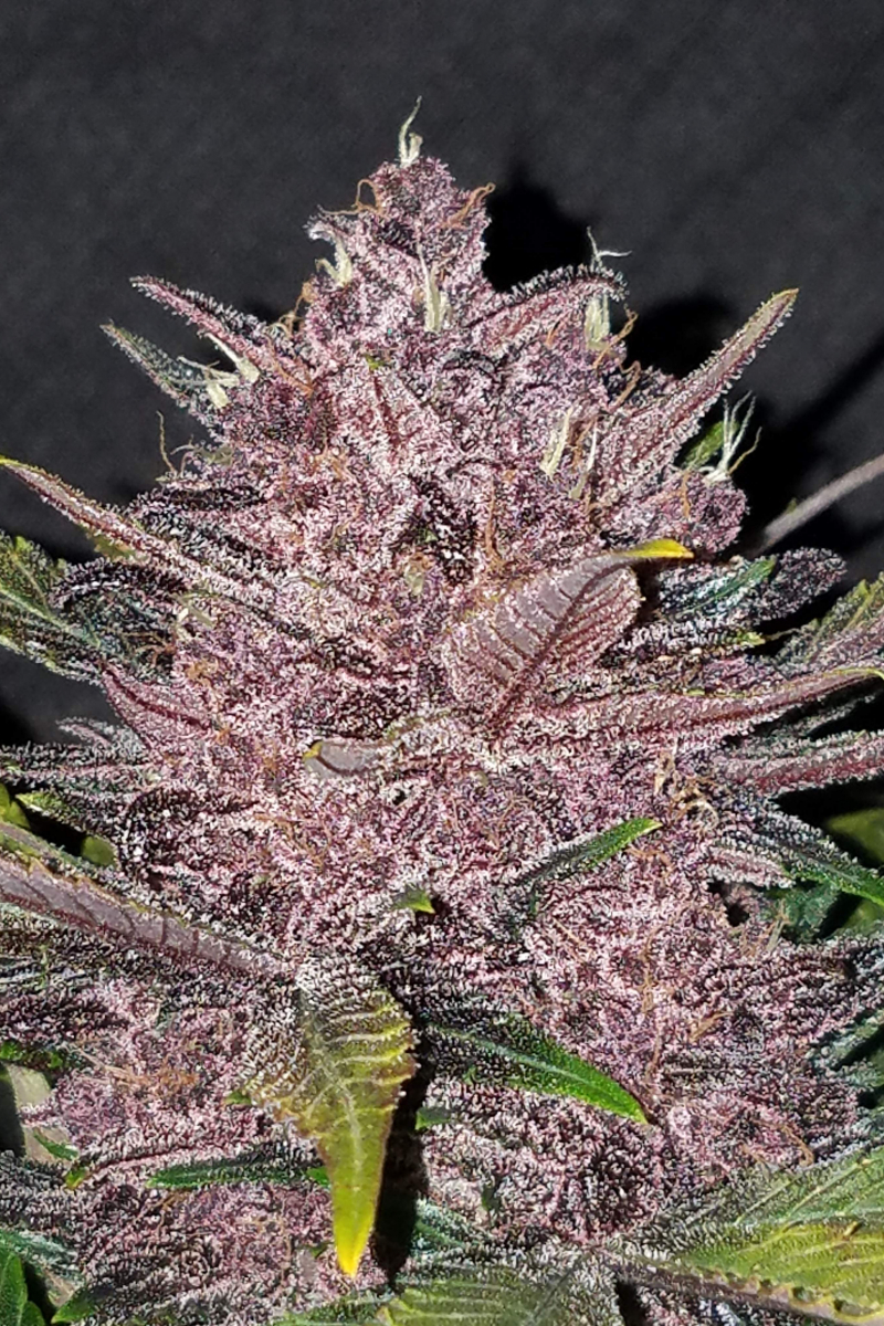 Photo of Blackberry Auto