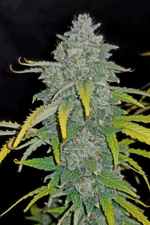 Blue Dream Auto