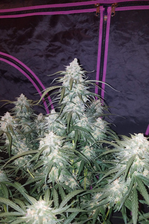 Pineapple Express Auto