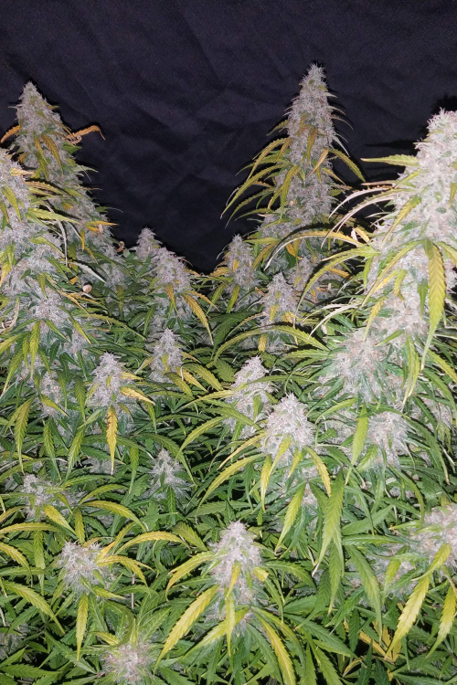 Six Shooter Auto