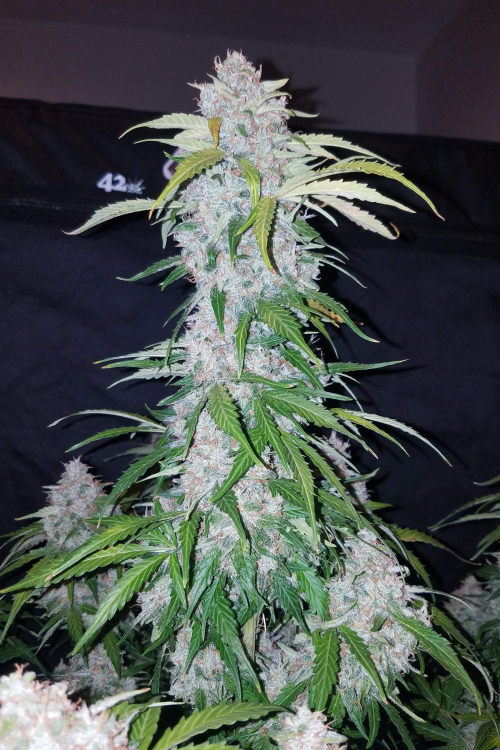 Six Shooter Auto