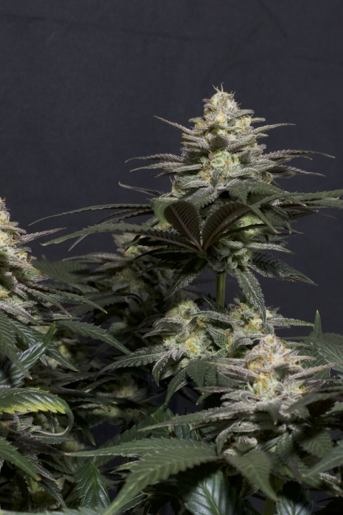 Purple Lemonade FF