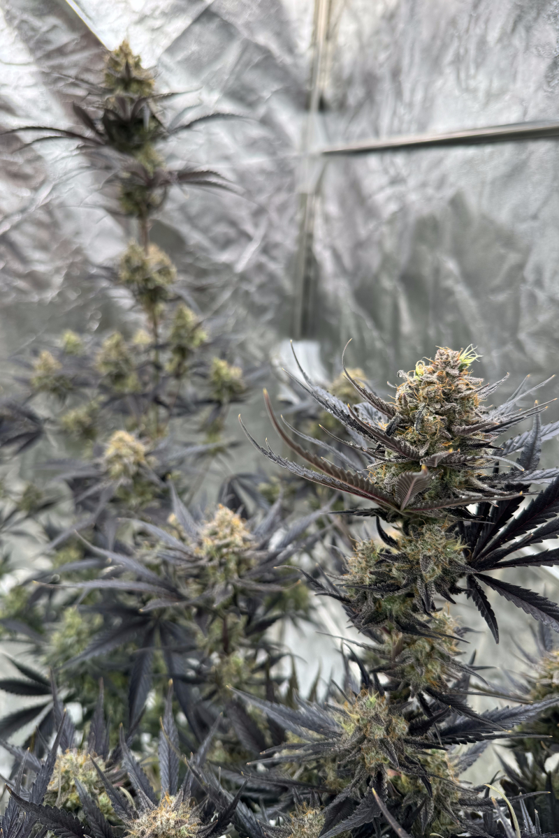 Photo of Guava Auto RF3
