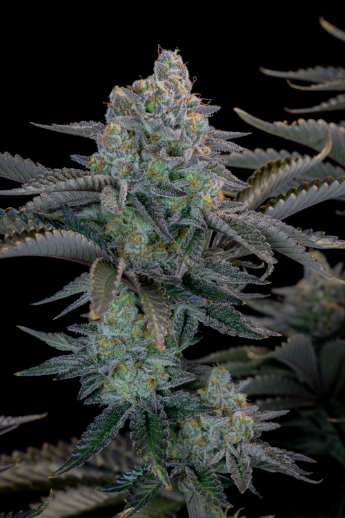 Gorilla Cookies FF