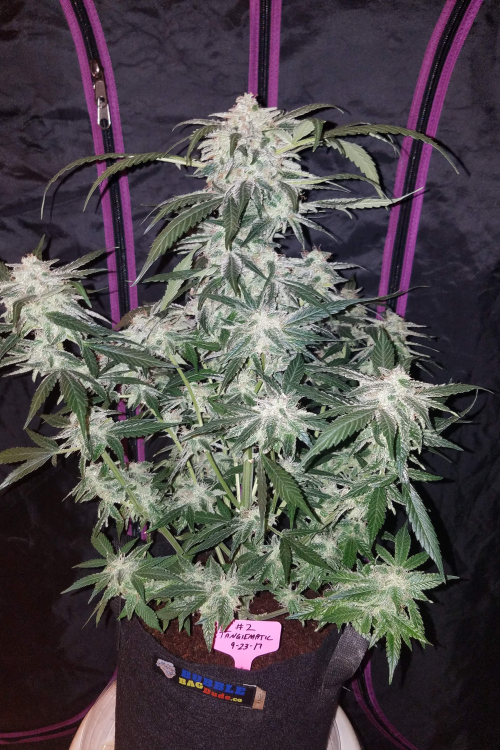 Tangie Auto