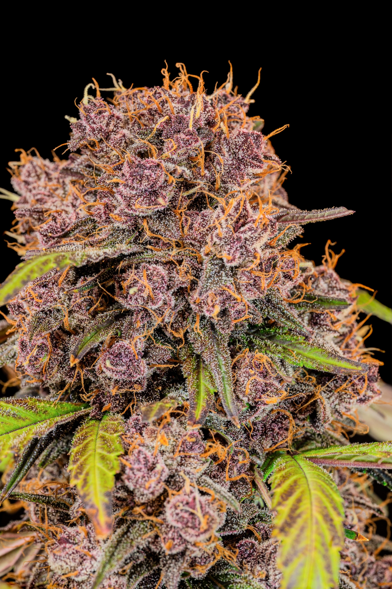 Photo of Lemon Cherry Cookies Auto