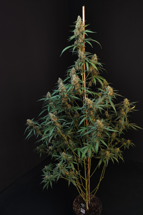 Cheese Auto