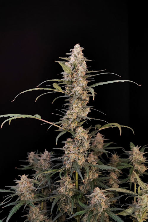 Critical Auto
