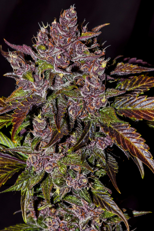Blackberry Auto