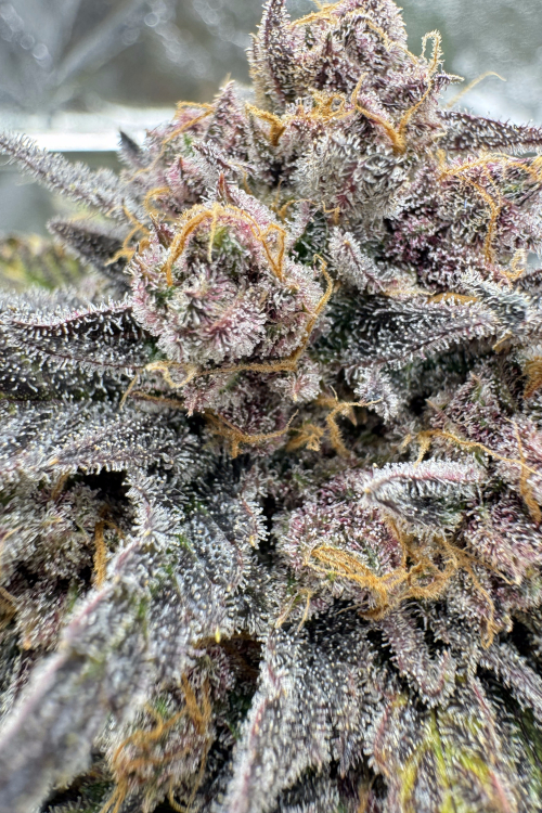 Cherry Cola Auto RF3