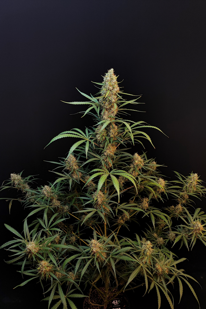 Photo of Jack Herer Auto