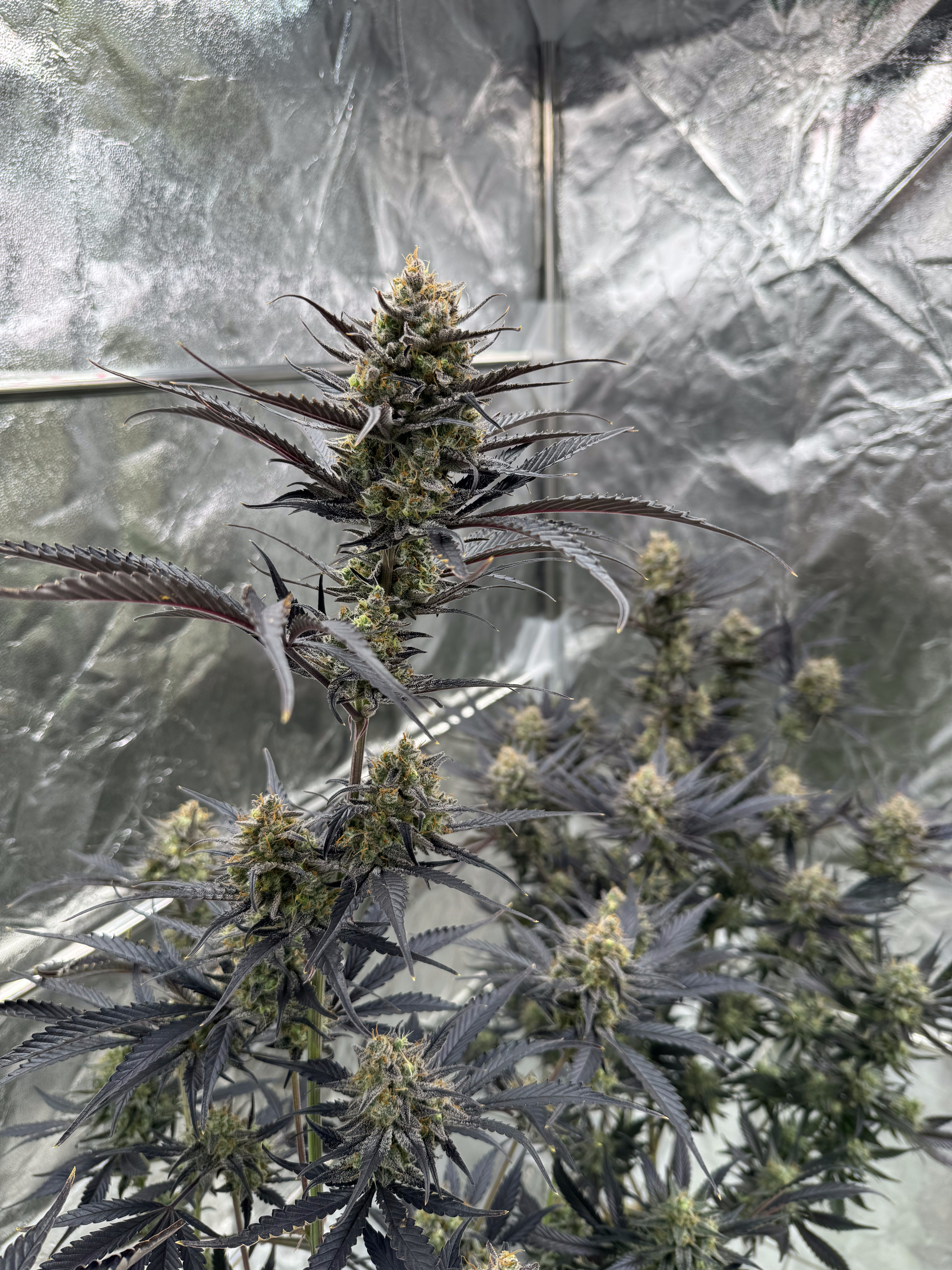 Guava Auto RF3