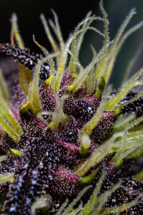 Crystal Meth Auto
