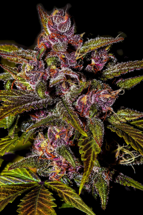 Blackberry Auto