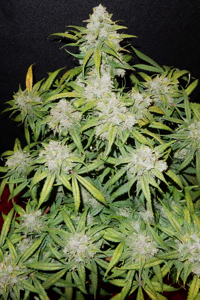 Photo of CBD Auto 11 CBD Crack