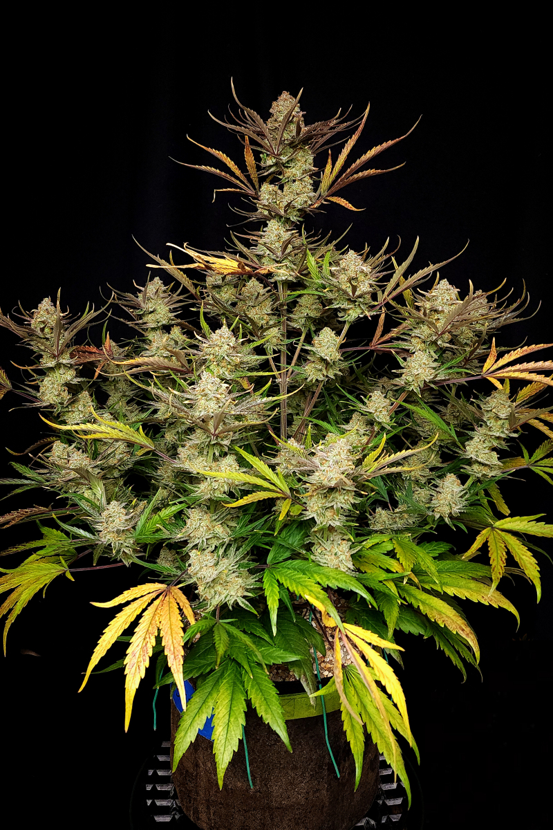 Photo of Apple Strudel Auto
